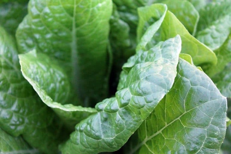 vitamine k tekort